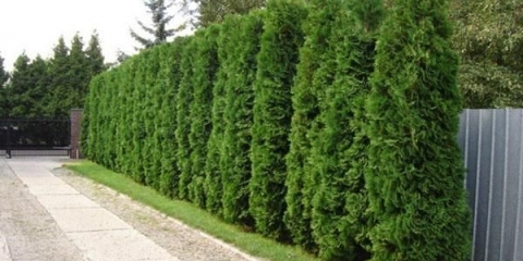 Thuja columna zapadna: opis, sadnja i njega