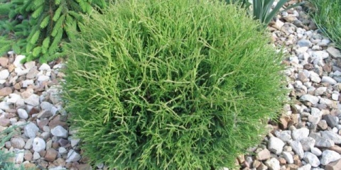 Thuja sferična mr. Kugla za kuglanje (mr. Lopta za kuglanje): opis, fotografija