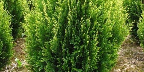 Tuja presavijena kornik (kornik): opis, fotografija, visina