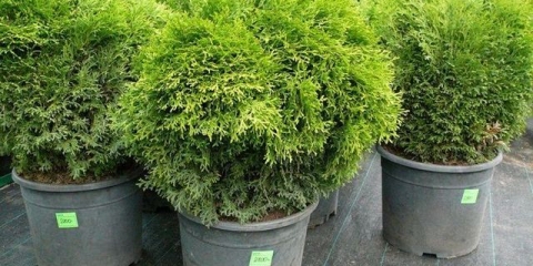 Tuja u saksiji: uzgoj kod kuće