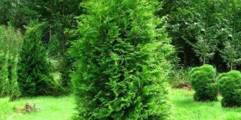 Thuja western brabant (brabant): opis, fotografije, recenzije, sadnja i njega, obrezivanje, živa ograda