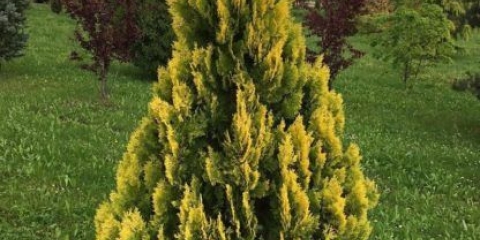 Thuja zapadna žuta vrpca (žuta vrpca, žuta vrpca): opis i fotografija, recenzije, visina