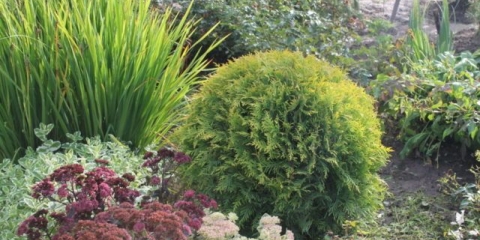 Tuja zapadni zlatni globus (zlatni globus): fotografija u pejzažnom dizajnu