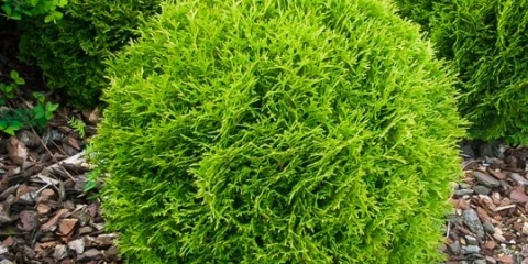 Thuja western hoseri (hoseri): fotografija i opis