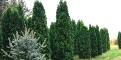 Tuja zapadni stup (stub): fotografija i opis, recenzije, sadnja i njega