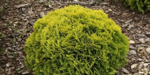 Tuja zapadna miriam (mirjam): fotografija i opis