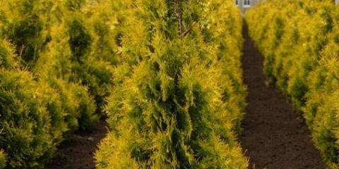 Thuja western sunkist (sunkist): opis, fotografija