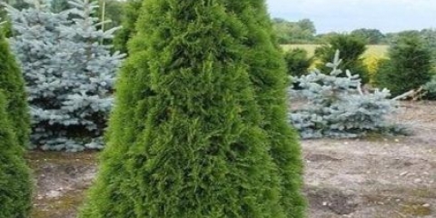 Tuja zapadni smaragd (smaragd): fotografija i opis, veličina, otpornost na mraz, sadnja i njega