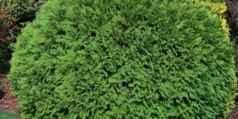 Thuja western woodwardi (woodwardii): fotografija i opis, recenzije