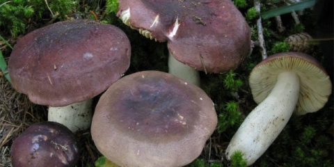 Turska russula: opis gljiva, fotografija