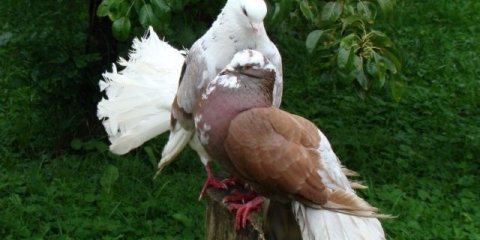 Turski golubovi takla: video, sorte, uzgoj