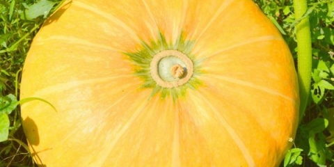 Dinja od bundeve: recenzije + fotografije