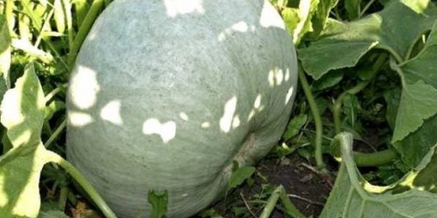 Gribovskaya zimska bundeva