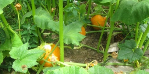 Hokkaido bundeva, isshiki kuri hokkaido f1: opis