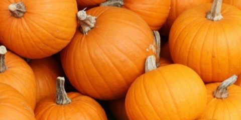 Bush bundeva: sorte s opisima i fotografijama, recenzijama