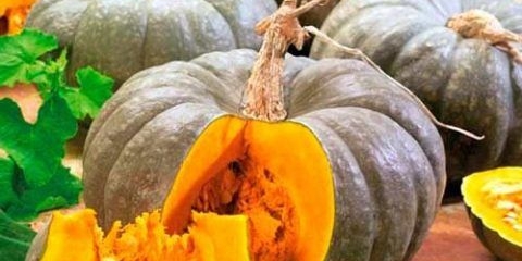 Bundeva ljekovita: uzgoj i njega