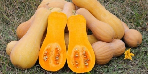 Tikva med, španska gitara: recenzije