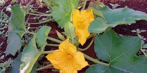 Mramor bundeve: recenzije + fotografije