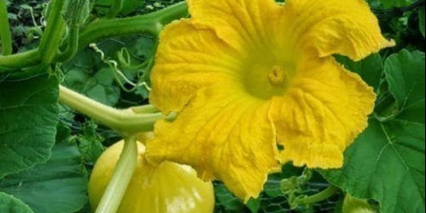 Muškatna biserna bundeva: recenzije, opis sorte