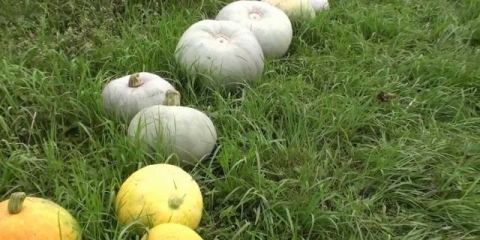 Bundeva volga siva 92: recenzije i opis