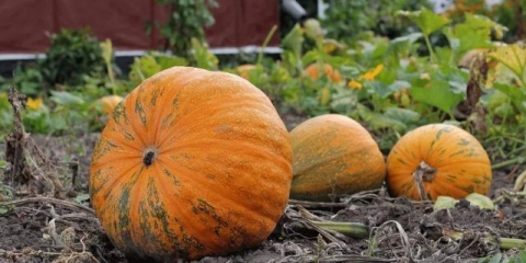 Bundeva: uzgoj i njega na otvorenom polju