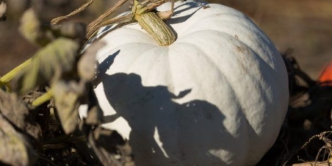 Slatka zimska bundeva: opis i fotografija