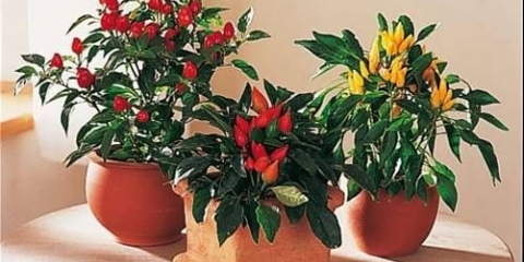 Koje sorte paprike daju plod