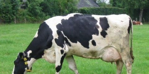 Krava ima postporođajnu parezu: znakovi, liječenje, prevencija