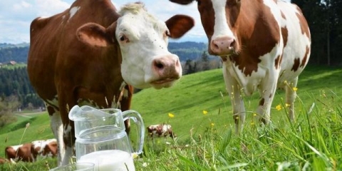 Krava je izgubila mlijeko (razlozi)