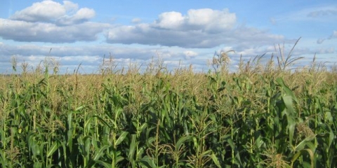 Žetva i tehnologija uzgoja kukuruza za silažu