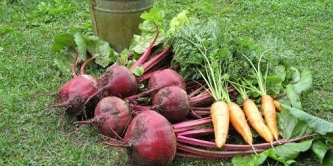 Berba šargarepe i cvekle