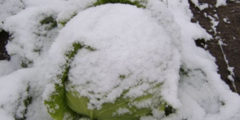 Berba kasnog kupusa za skladištenje: termini, u predgrađima, na uralu, u sibiru