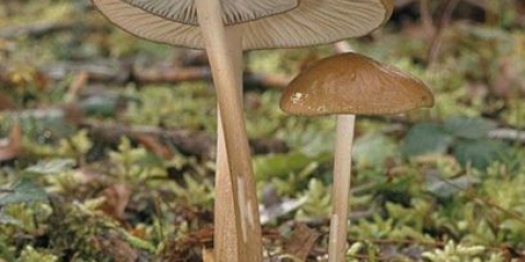 Korijen udemansiella (xerula): fotografija i opis