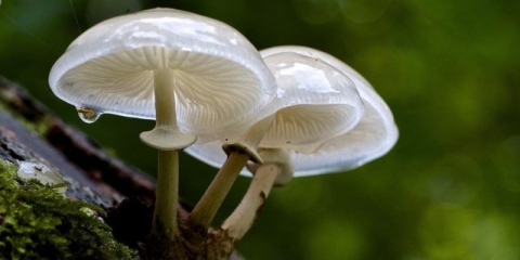 Udemansiella mucosa: fotografija i opis