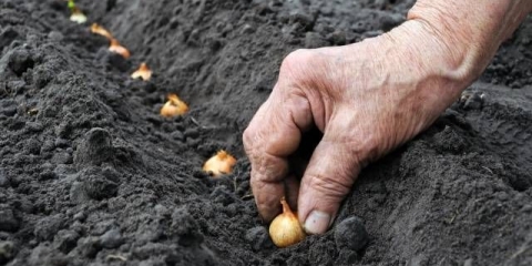 Đubrivo za mladi luk