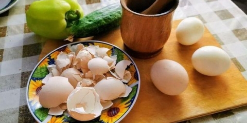 Đubrivo od ljuske jaja za baštu