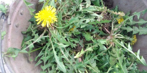 Gnojivo od maslačka: recepti za infuziju