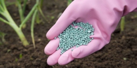 Nutrisol gnojivo: upute za upotrebu, sastav, recenzije