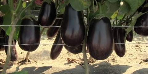 Gnojiva za patlidžane na otvorenom polju