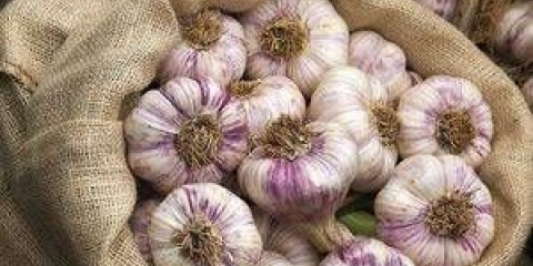 Đubriva za prolećni beli luk