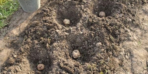 Đubriva za krompir prilikom sadnje u rupu u proleće