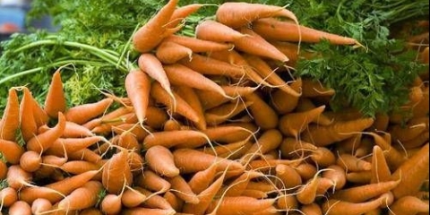 Gnojiva za šargarepu na otvorenom polju