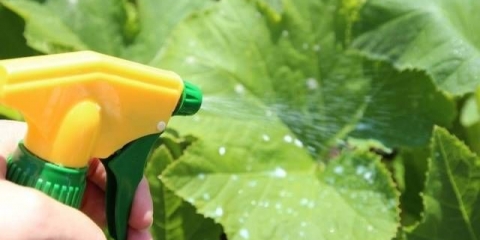 Gnojiva za krastavce: fosforna, zelena, prirodna, ljuska jajeta