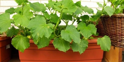 Gnojiva za krastavce na balkonu kod kuće