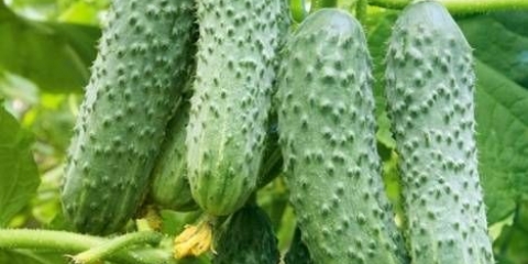 Gnojiva za krastavce na otvorenom polju