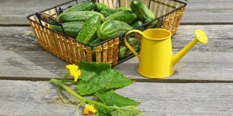 Đubriva za krastavce