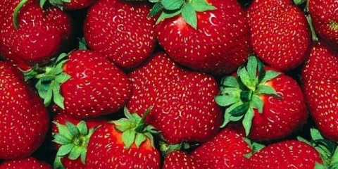 Gnojiva za remontantne jagode