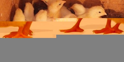 Njega i ishrana brojlerskih pilića