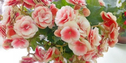 Njega begonije u saksiji kod kuće za početnike