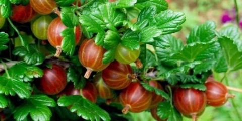 Njega ogrozda nakon berbe